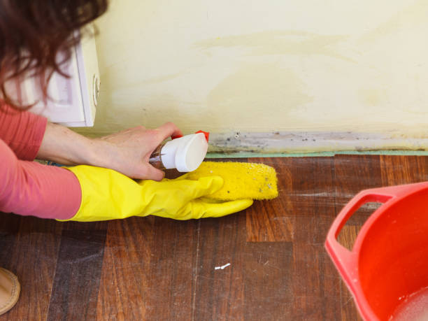 Best Basement Mold Removal  in Sandia Heights, NM